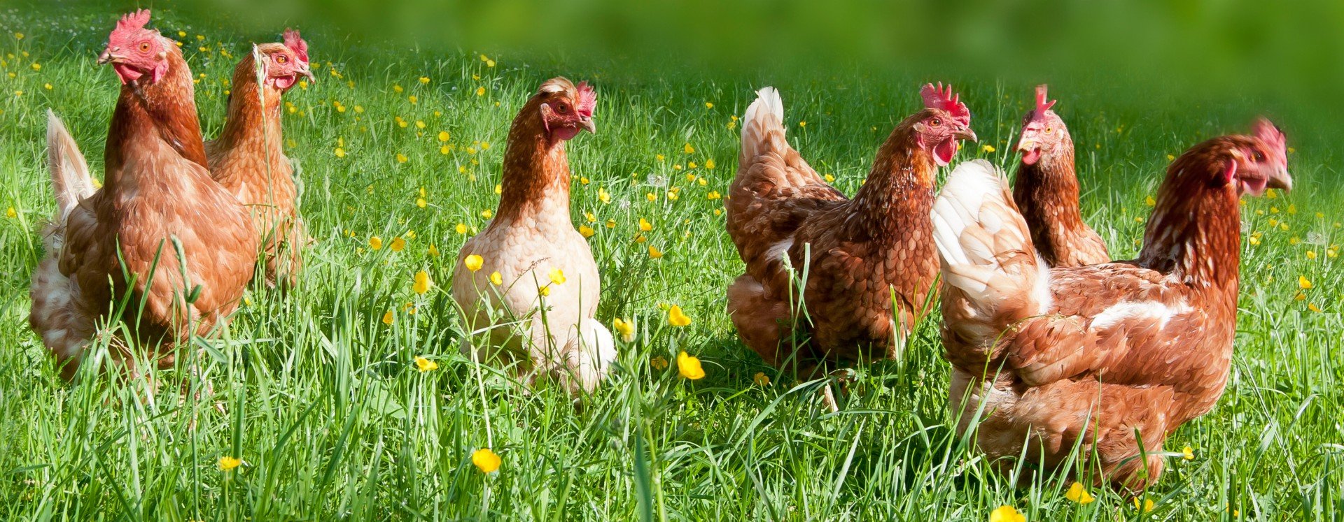 Free range chicken on an organic farm in Austria; Freilandhühner auf einem Bauernhof in Oberösterreich