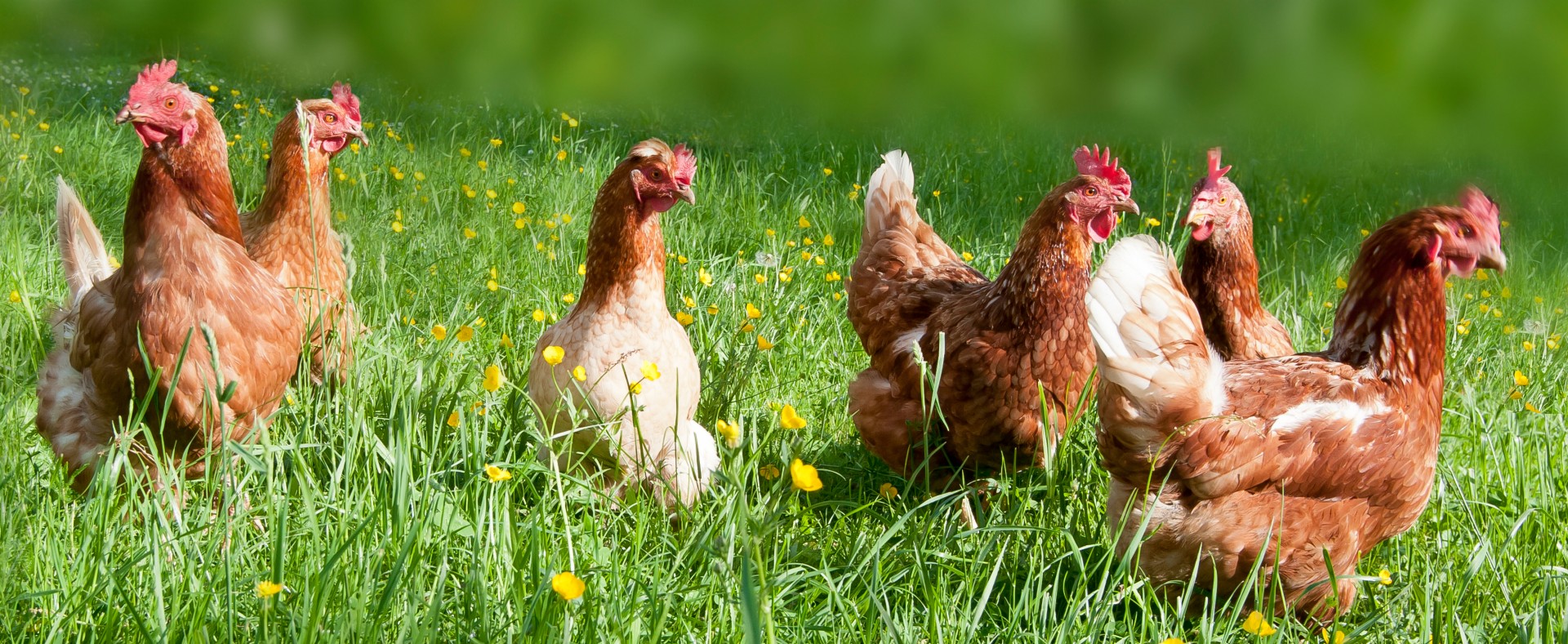 Free range chicken on an organic farm in Austria; Freilandhühner auf einem Bauernhof in Oberösterreich