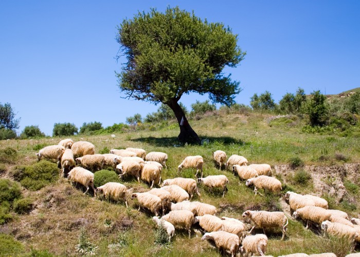 Herde von Schafen auf Wiese