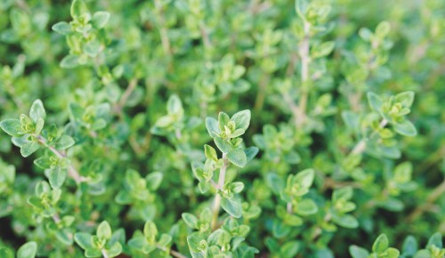 Thymian