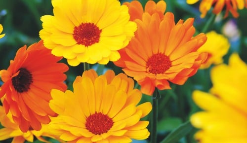 Ringelblumen