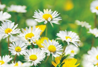 Gänseblümchen