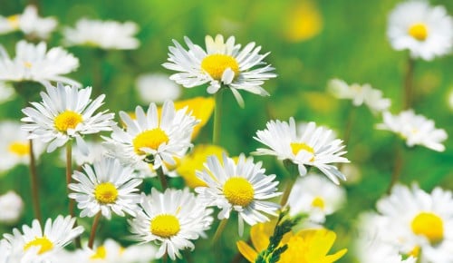 Gänseblümchen