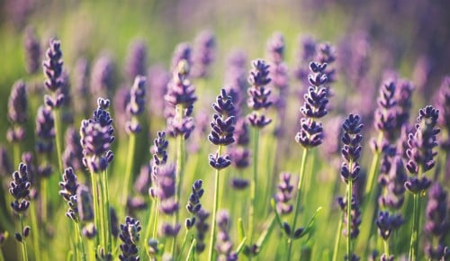 Lavendel
