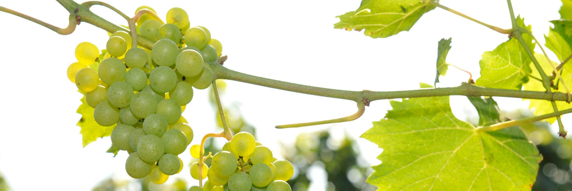 Weingut Schloss Fels Weinreben