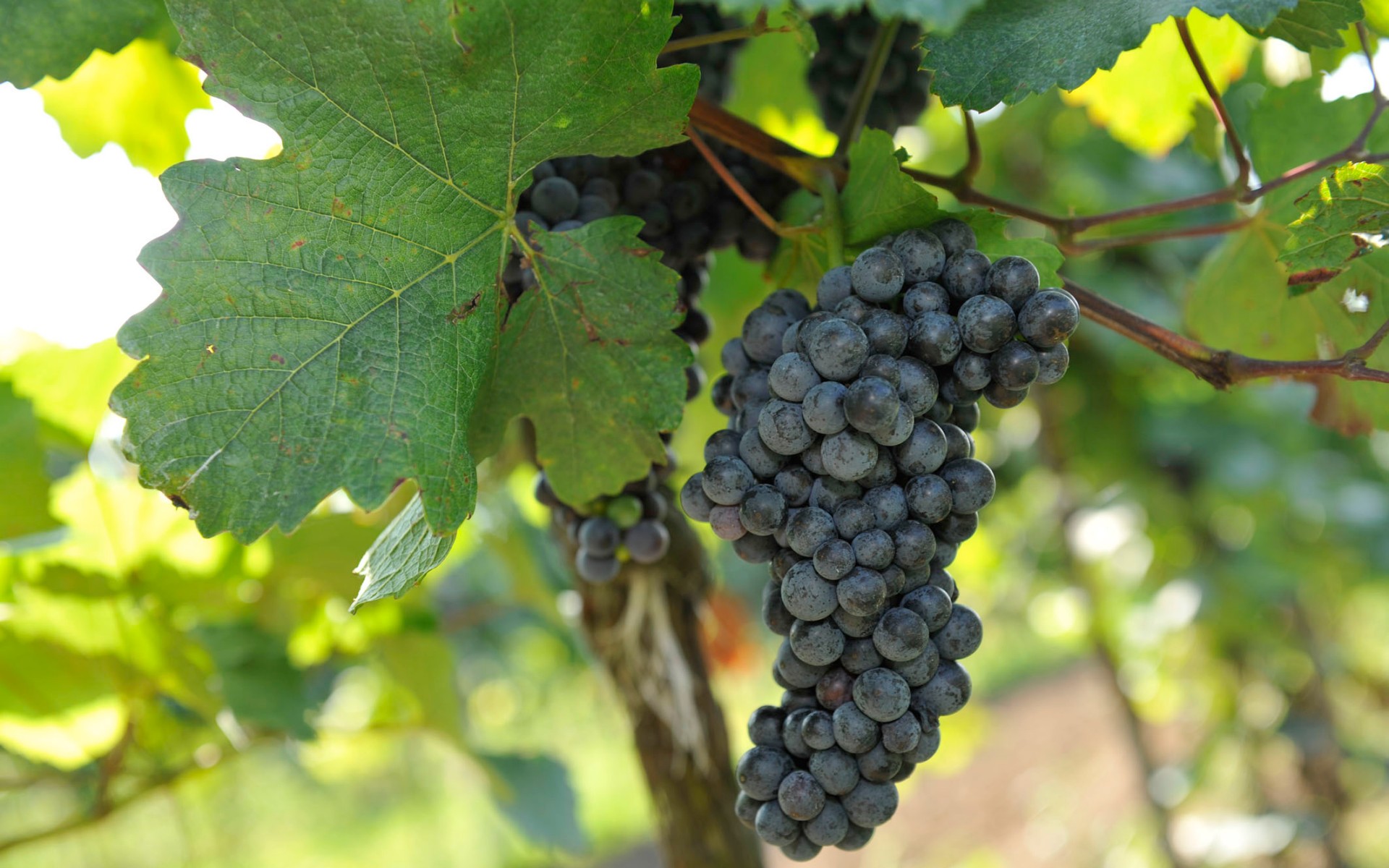Weinrebe