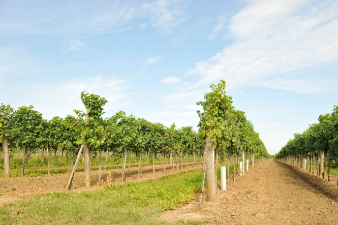 Weingut Schloss Fels Weingarten