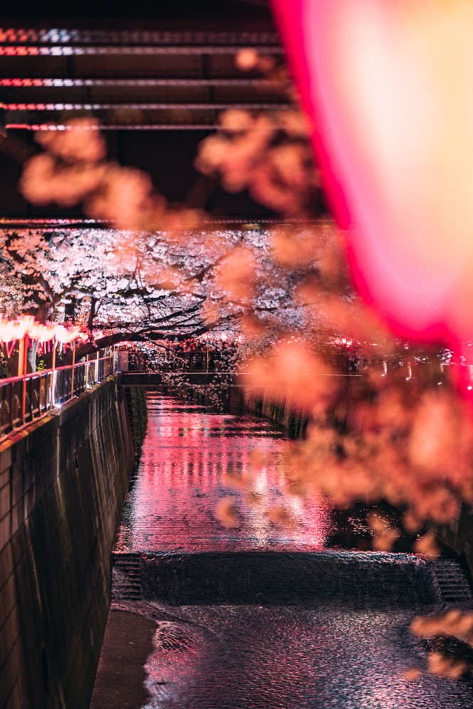 Japan Kirschblüte