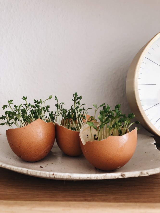 Kresse Eier - Rezepte Suchen