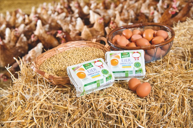 Hühner, Eier und Korn in Stall