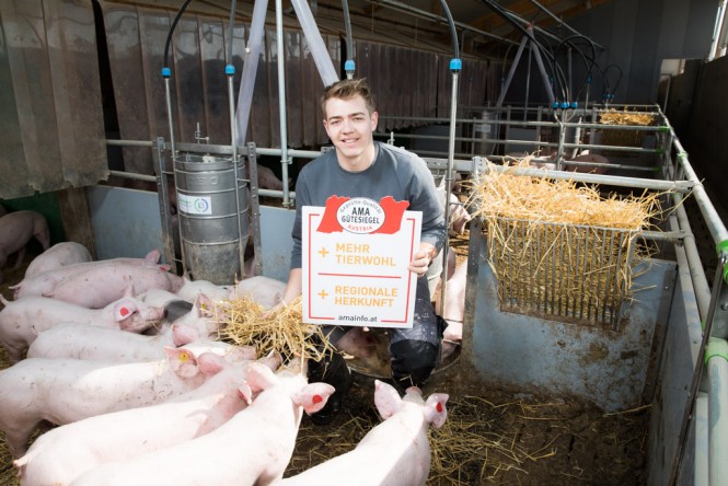 Bauer mit AMA Gütesiegel Schild beim füttern der Ferkel