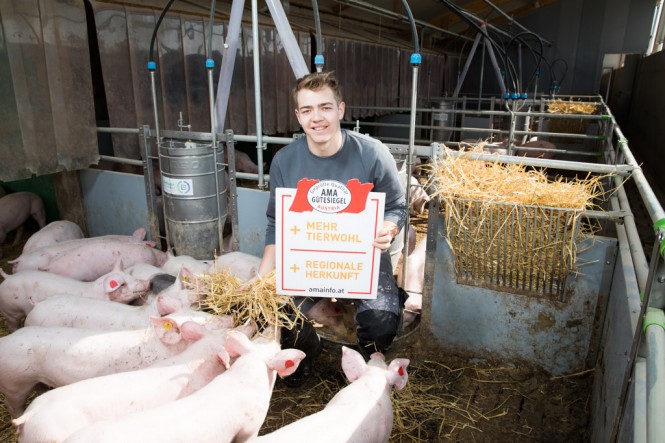 Bauer mit AMA Gütesiegel Schild beim füttern der Ferkel