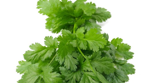 Fresh Coriander bunch isolated on white background