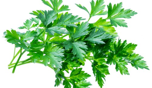 Bunch of parsley herb isolated on white background.