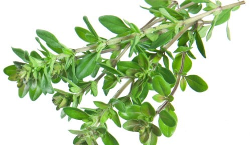 Green fresh thyme on white background.