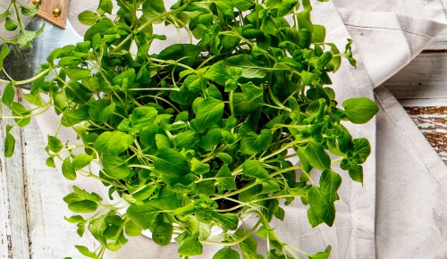 Oregano