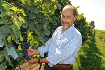 Dipl. Ing. Klaus Klein vor Weinrebe