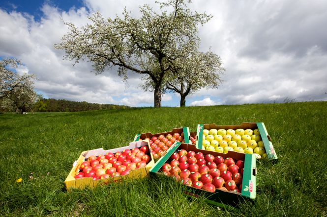 Schachtel voller Äpfel auf einem Feld