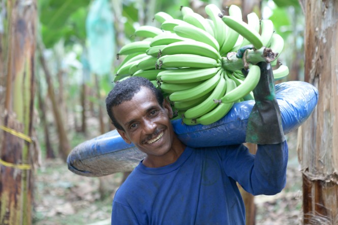 FAIRTRADE Bio-Bananen