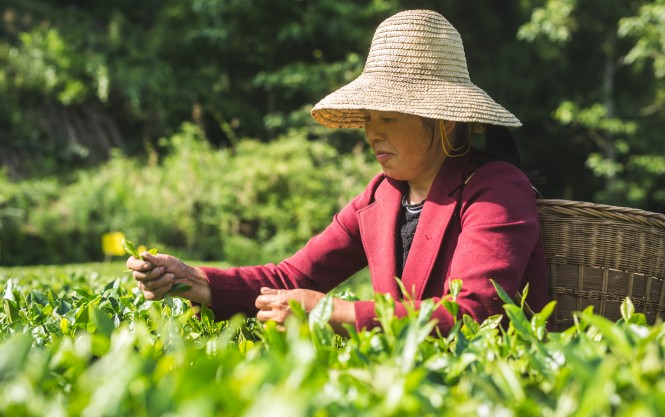 FAIRTRADE Teesammlung