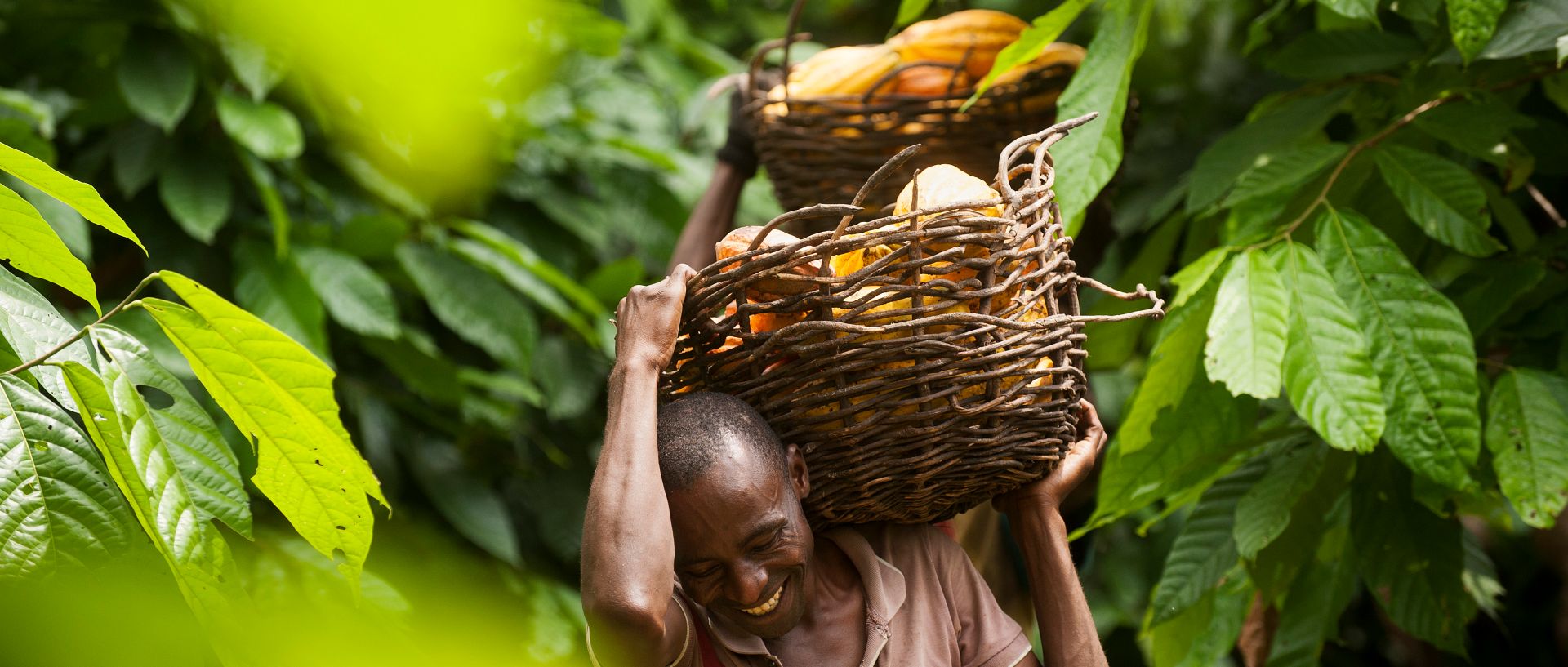Community of Bodo, section of the Coopérative Agricole N'Zrama de N'Douci (CANN).575 members, from 12 villages, fonded in 2005. Norbert Boni Koikoi , cocoa producer, 34 years old, 3 children, 1 wife, 1,5 hectare of old cocoa trees and 2,5 hectares of new plantations, 1,5 tons/year