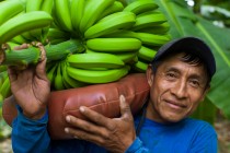 FAIRTRADE Bio-Bananen