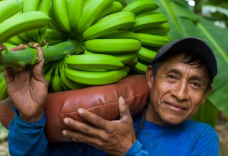 FAIRTRADE Bio-Bananen