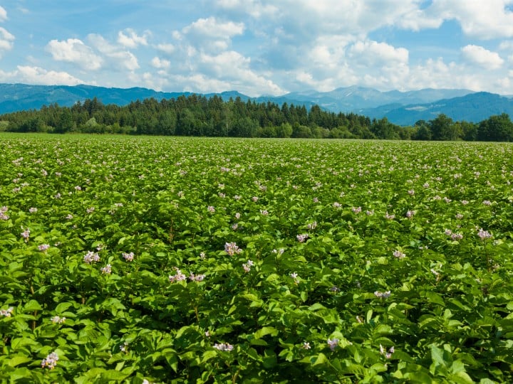 Glyphosatfreies Erntefeld