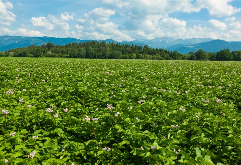 Glyphosatfreies Erntefeld