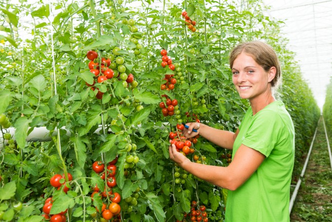 Frau beim Tomaten ernten
