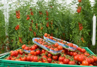 Heimische Tomaten aus Österreich