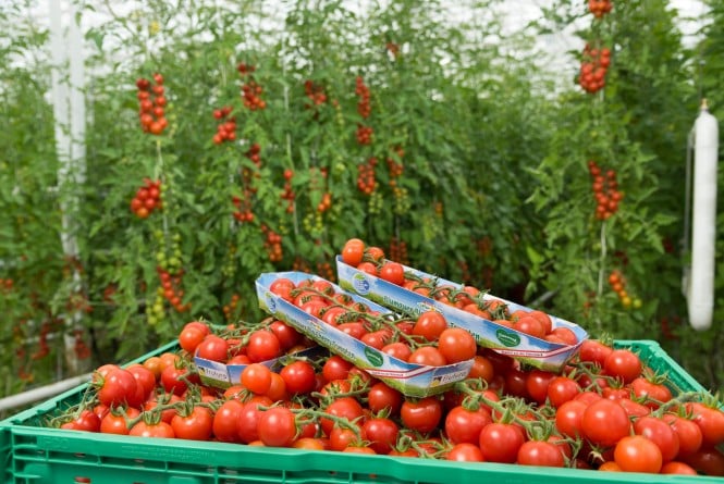 Heimische Tomaten aus Österreich