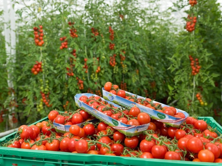 Heimische Tomaten aus Österreich