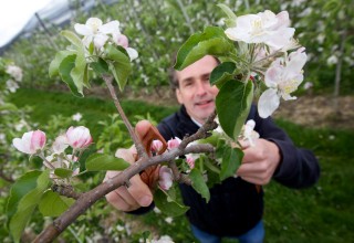 Apfelbaum Montage zur Pesitzidvermeidung