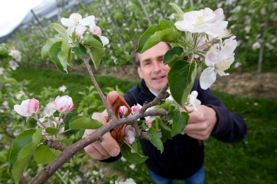Apfelbaum Montage zur Pesitzidvermeidung