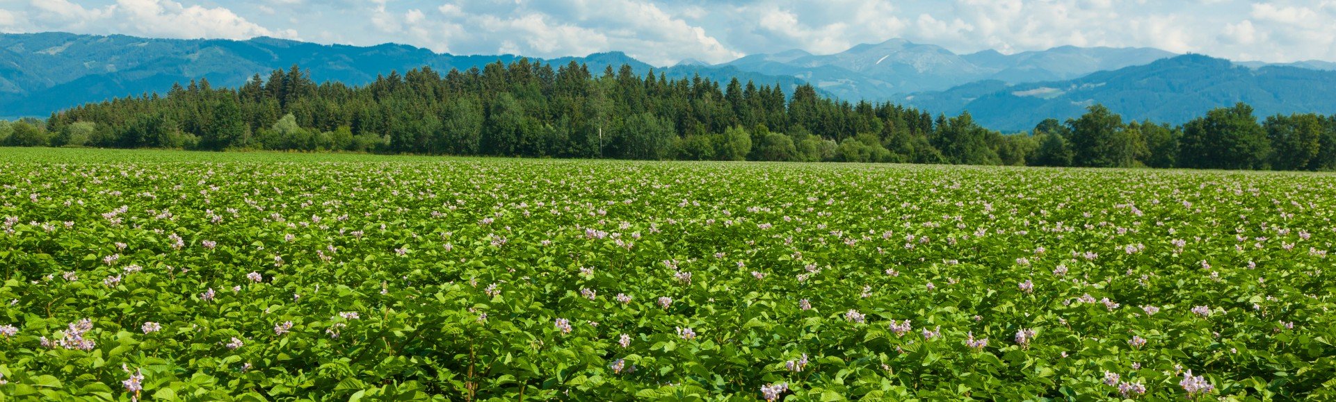 Glyphosatfreies Erntefeld