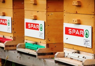 Bienen fliegen vor Bienenstöcke