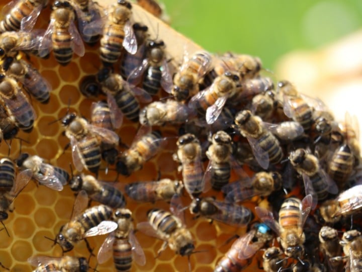 Fleissige SPAR-Bienen