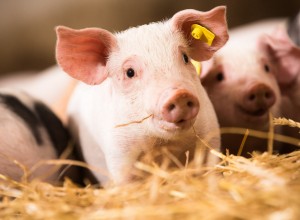 SPAR Ferkel für Tierwohl-Initiative