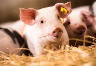 SPAR Ferkel für Tierwohl-Initiative