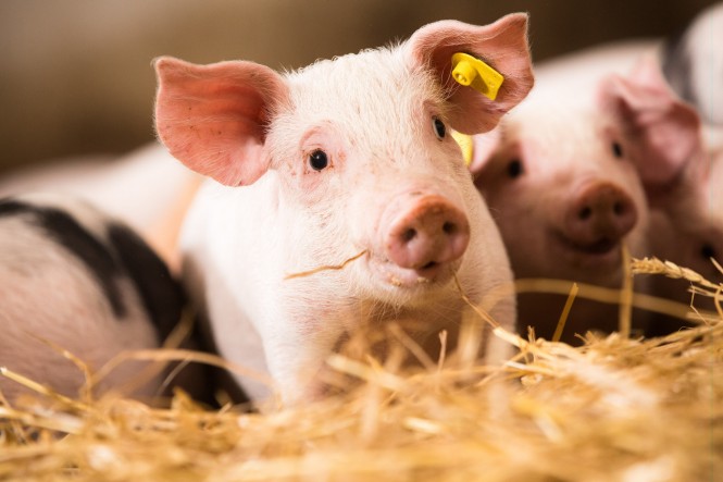 SPAR Ferkel für Tierwohl-Initiative