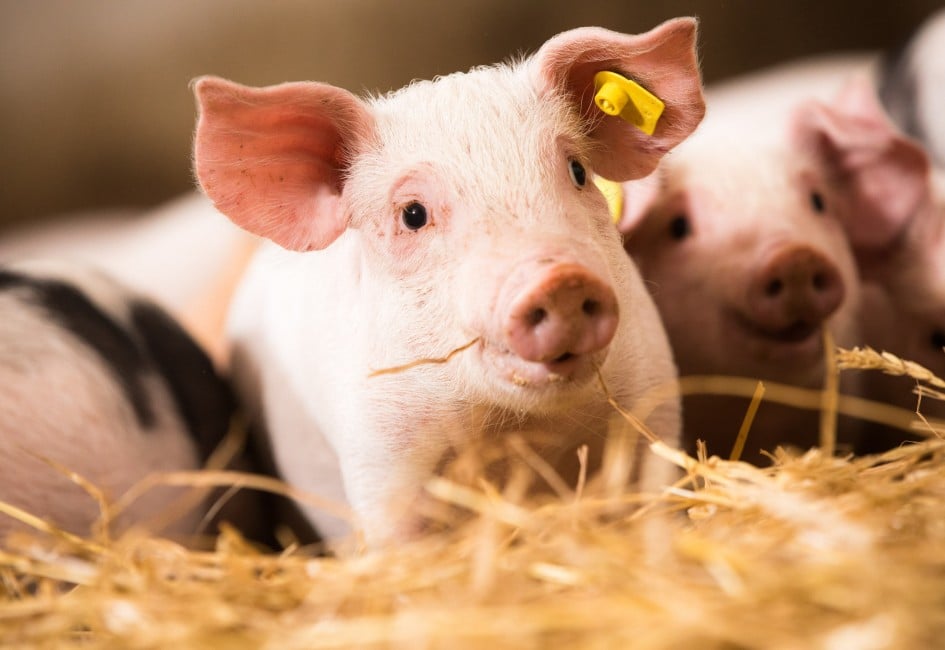 SPAR Ferkel für Tierwohl-Initiative