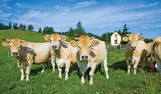 Murbodner Rinder auf Grüner Wiese