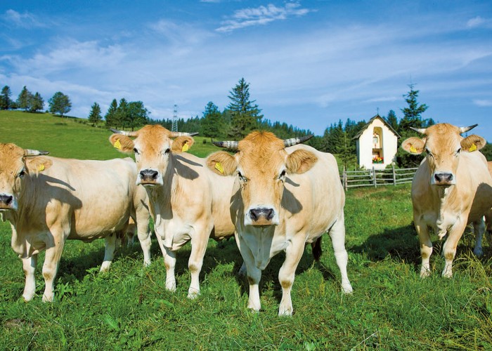 Murbodner Rinder auf Grüner Wiese