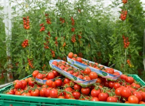 SPAR Natur*pur Blumauer Tomaten