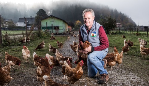 Landskroner Wiesenei Martin Gfrerer im Hof mit seinen Hühnern