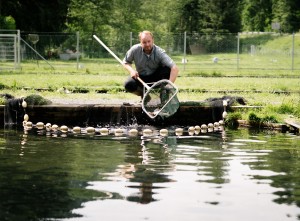 Frischfisch Markus Payr Markus Payr mit Netz am Fischteich