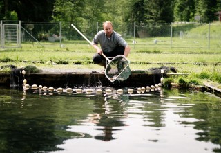 Frischfisch Markus Payr Markus Payr mit Netz am Fischteich