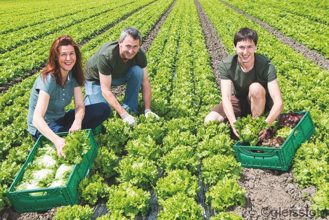 Frischgemüse Lerchster Familie Lerchster mit frisch geerntetem Salat