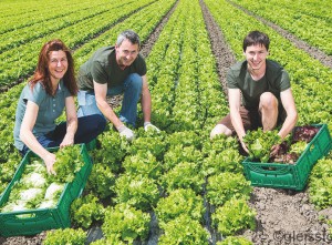 Frischgemüse Lerchster Familie Lerchster mit frisch geerntetem Salat